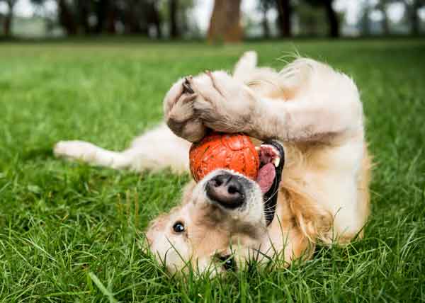 Dog rolling in grass at The Village of Midtowne park playing with ball